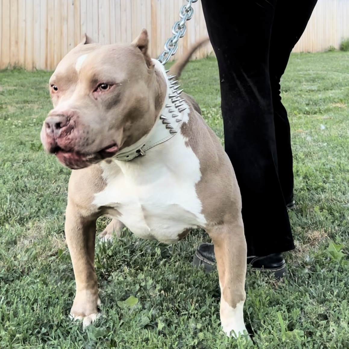 Dog Featured Image