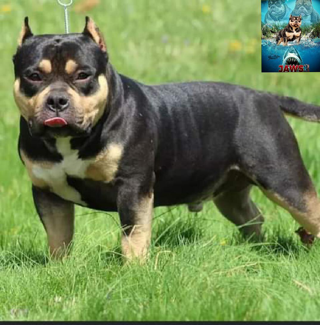Dog Featured Image