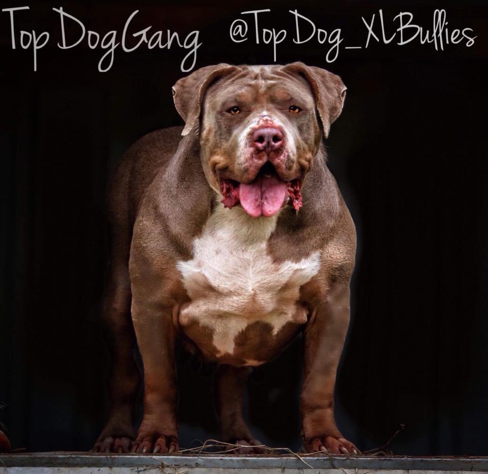 Dog Featured Image