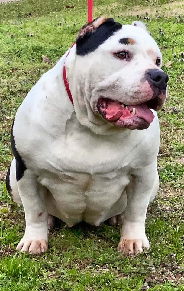 Dog Featured Image