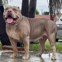 Dog Featured Image