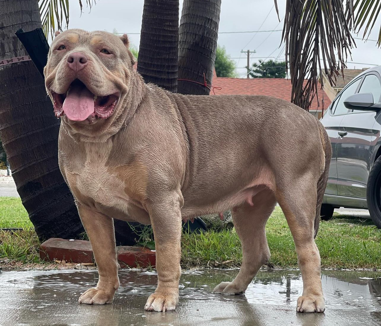 Dog Featured Image