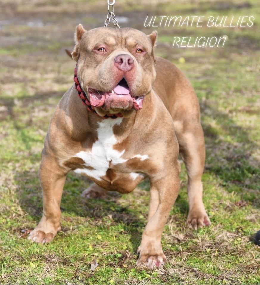 Dog Featured Image