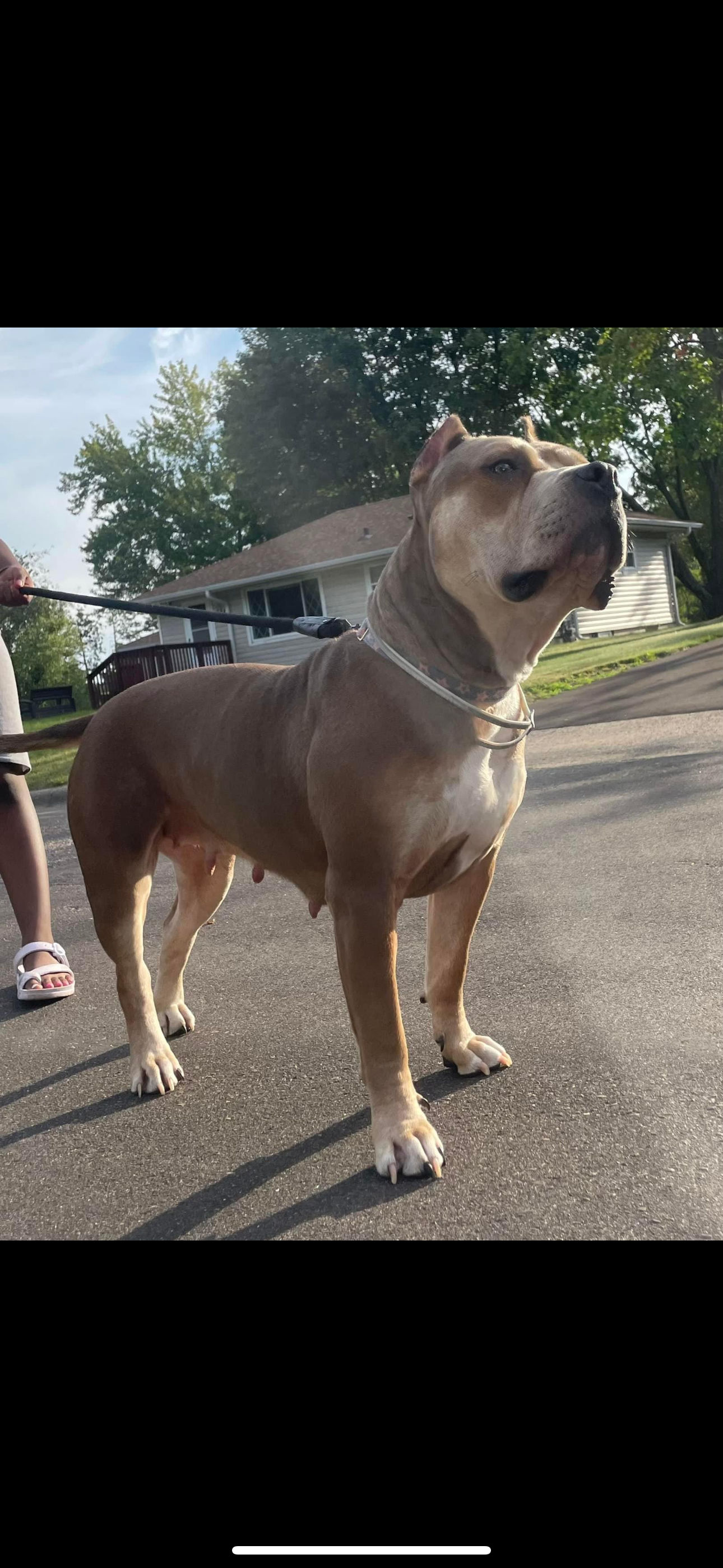 Dog Featured Image