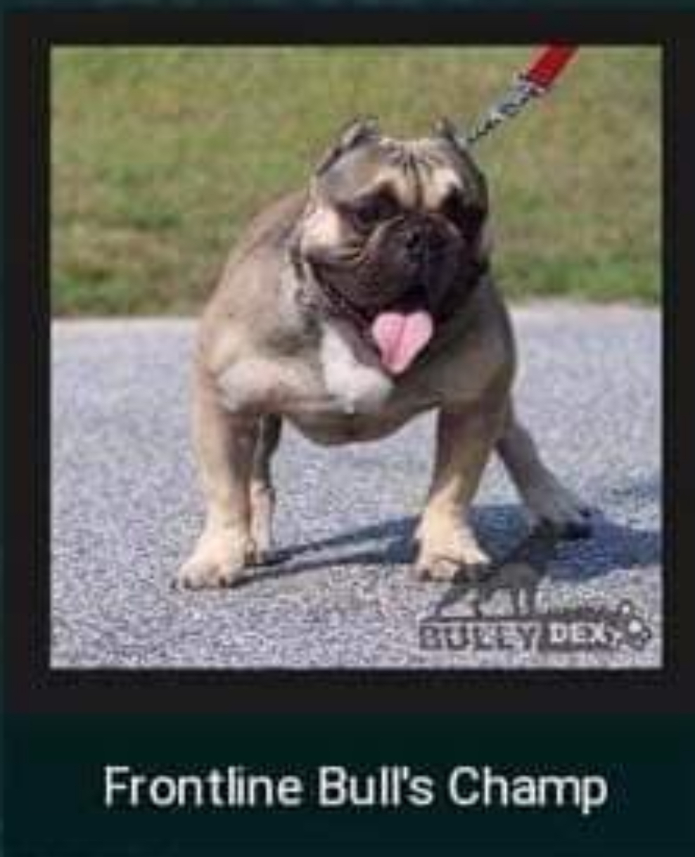 Dog Featured Image