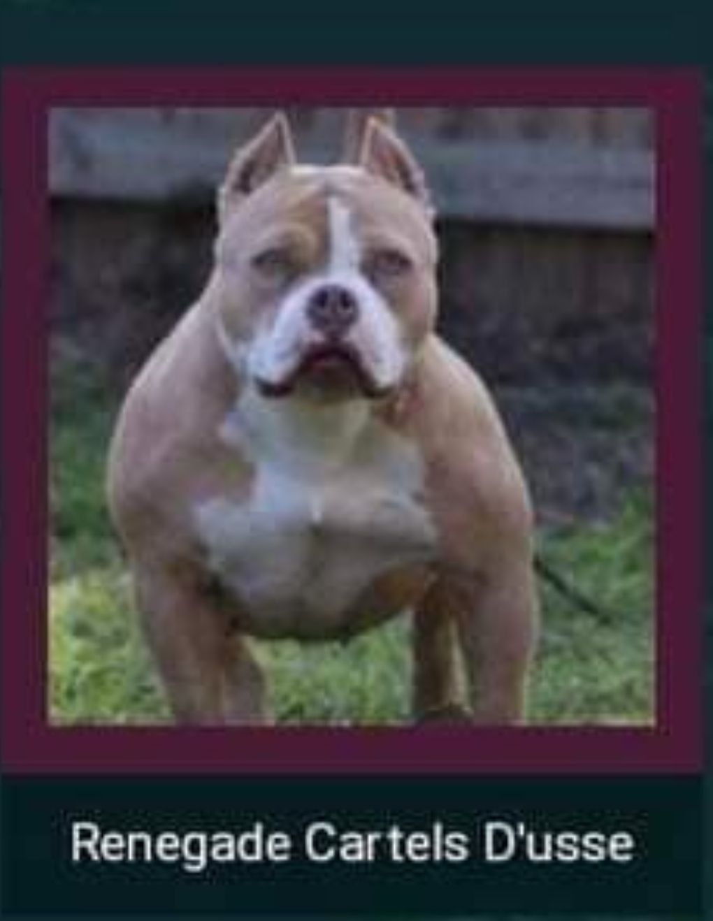 Dog Featured Image