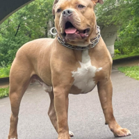 Dog Featured Image