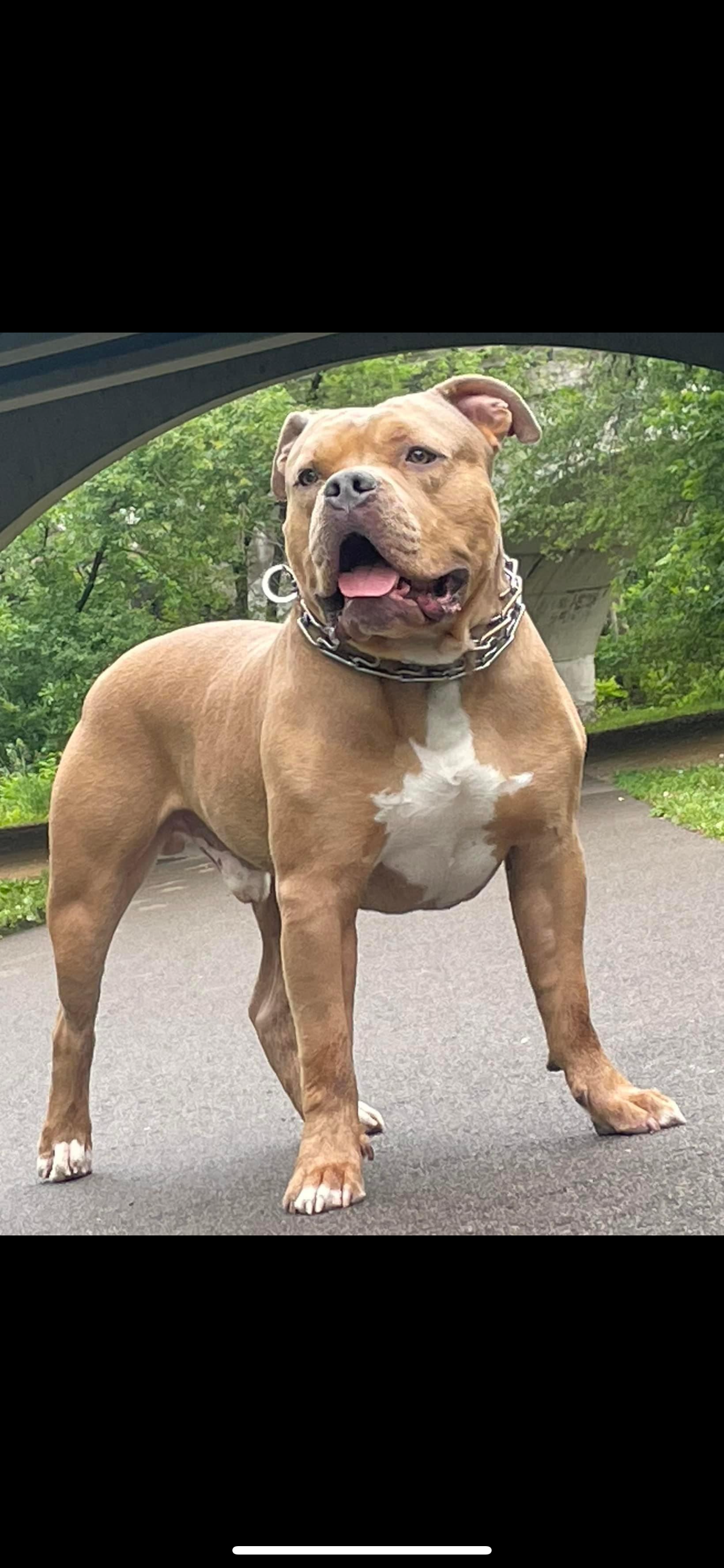 Dog Featured Image