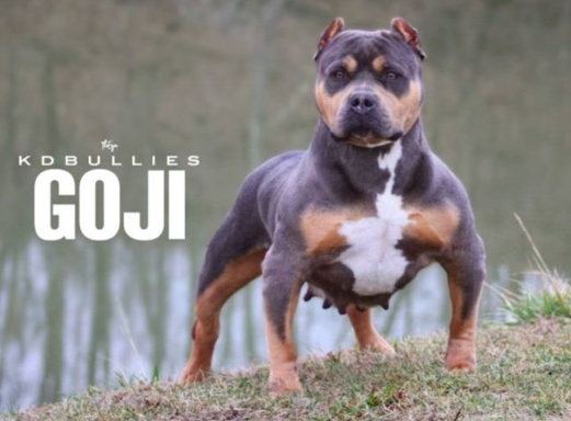 Dog Featured Image