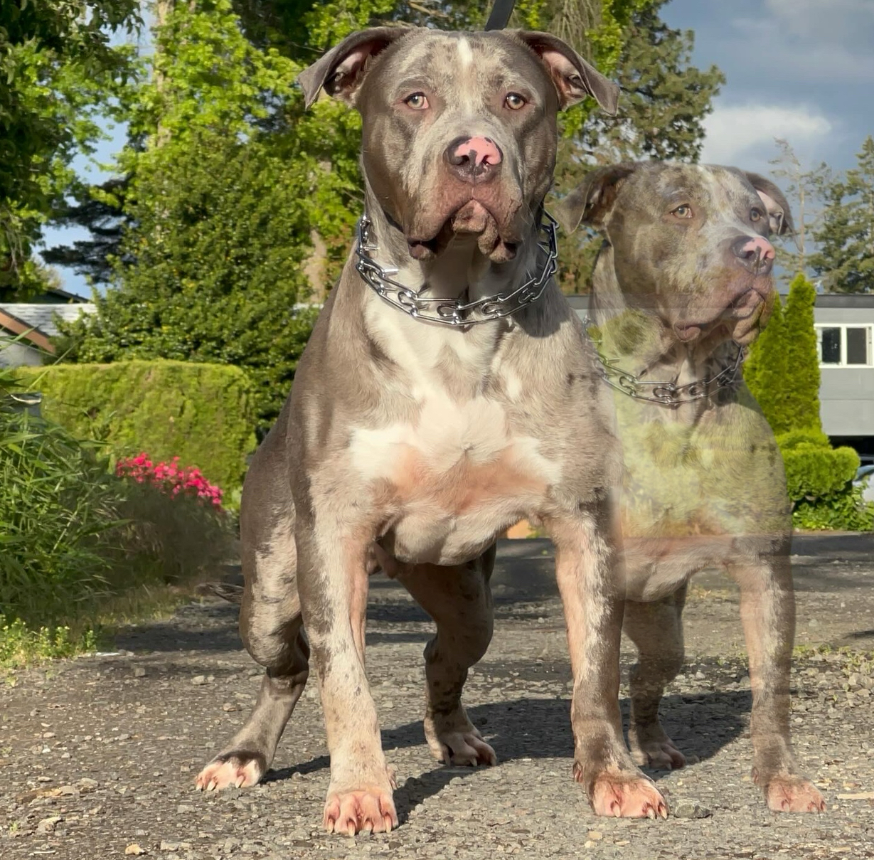 Dog Featured Image