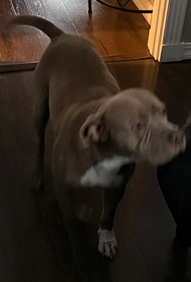 Dog Featured Image
