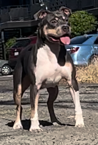 Dog Featured Image