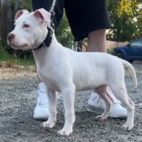 Dog Featured Image