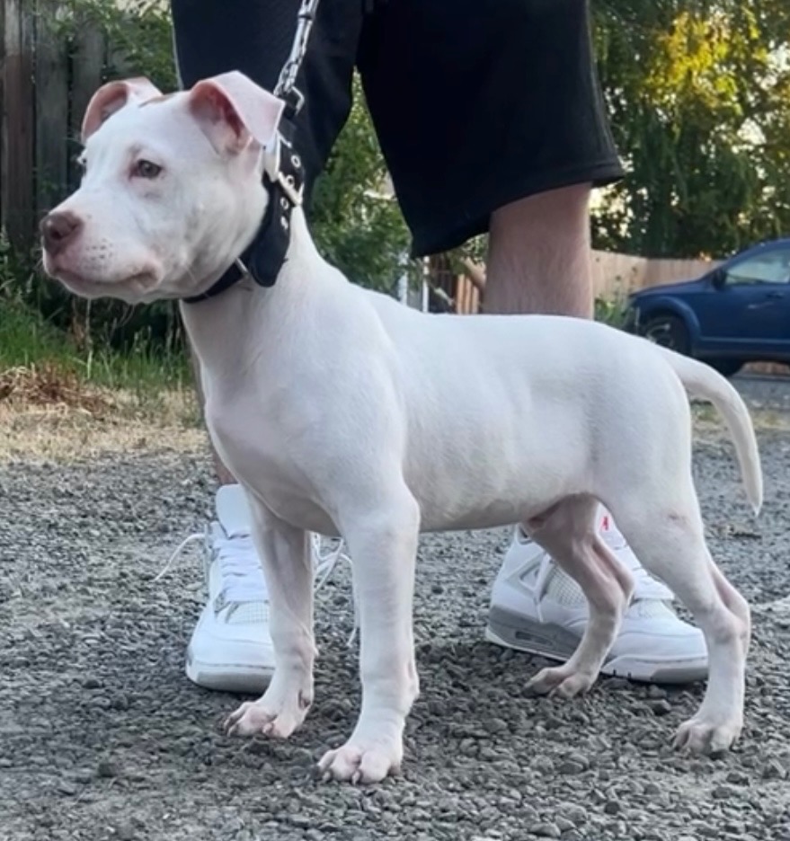 Dog Featured Image