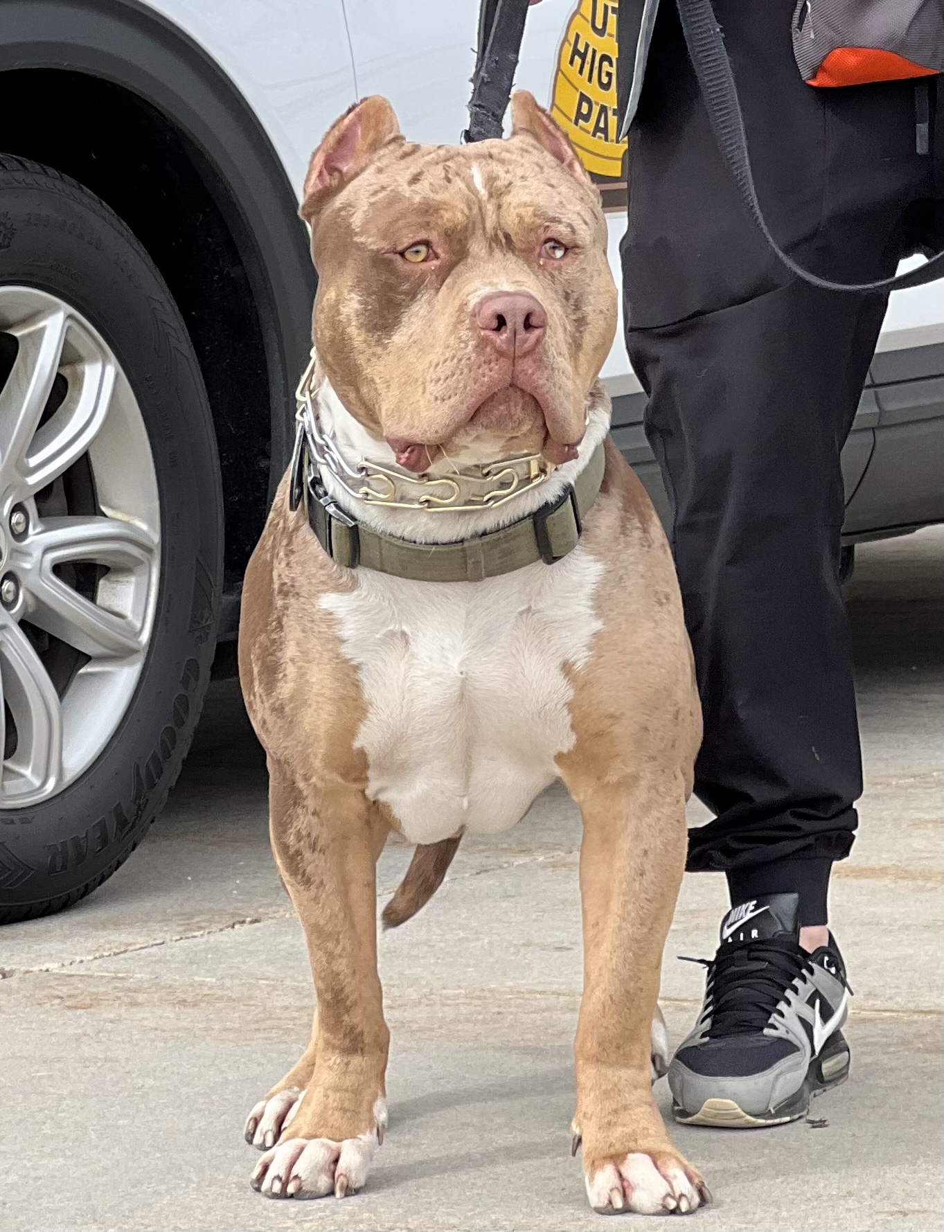 Dog Featured Image