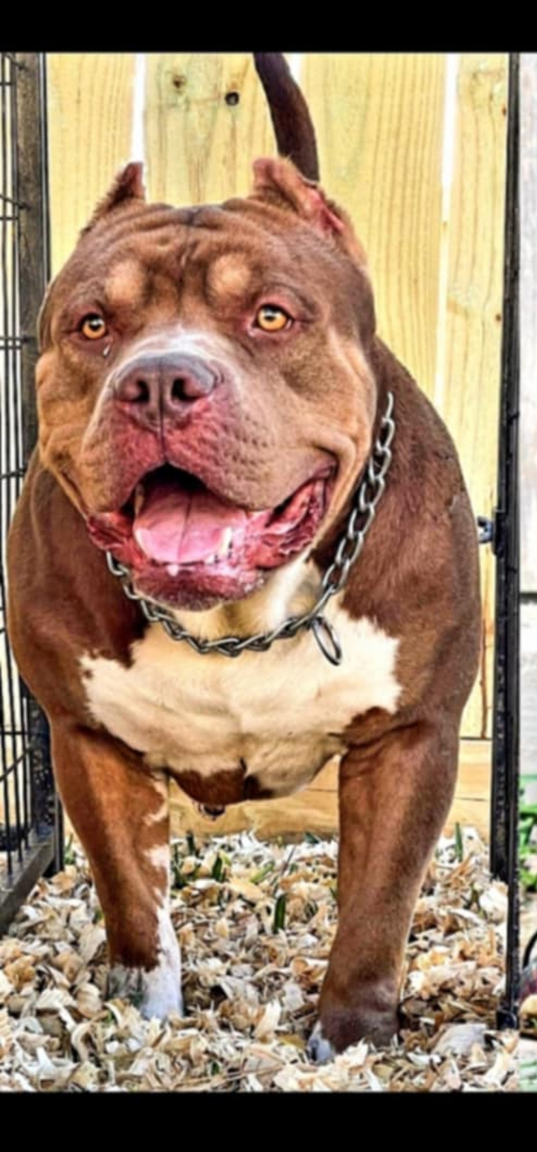 Dog Featured Image