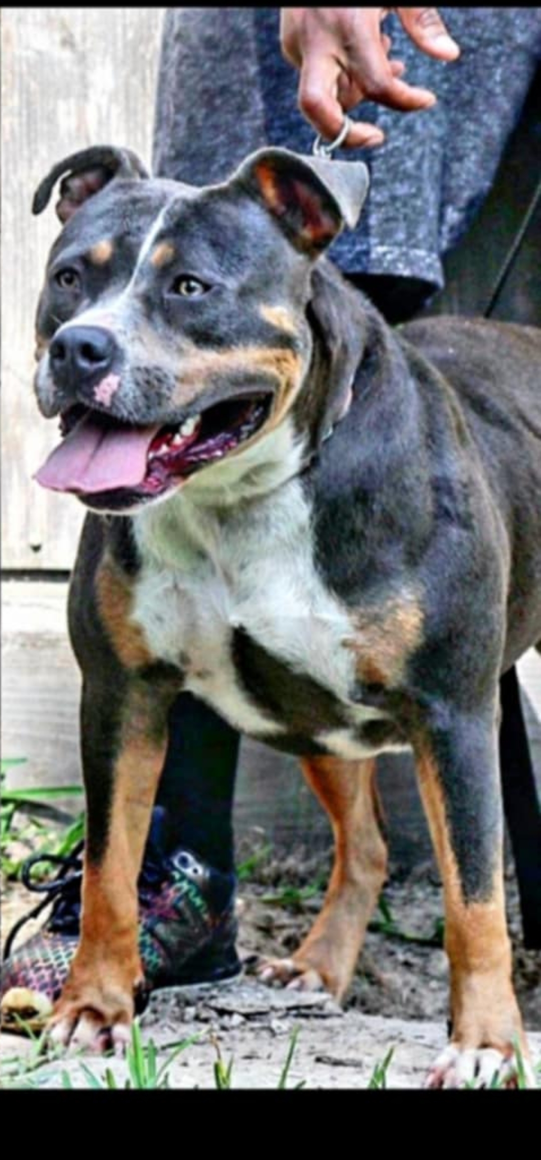 Dog Featured Image