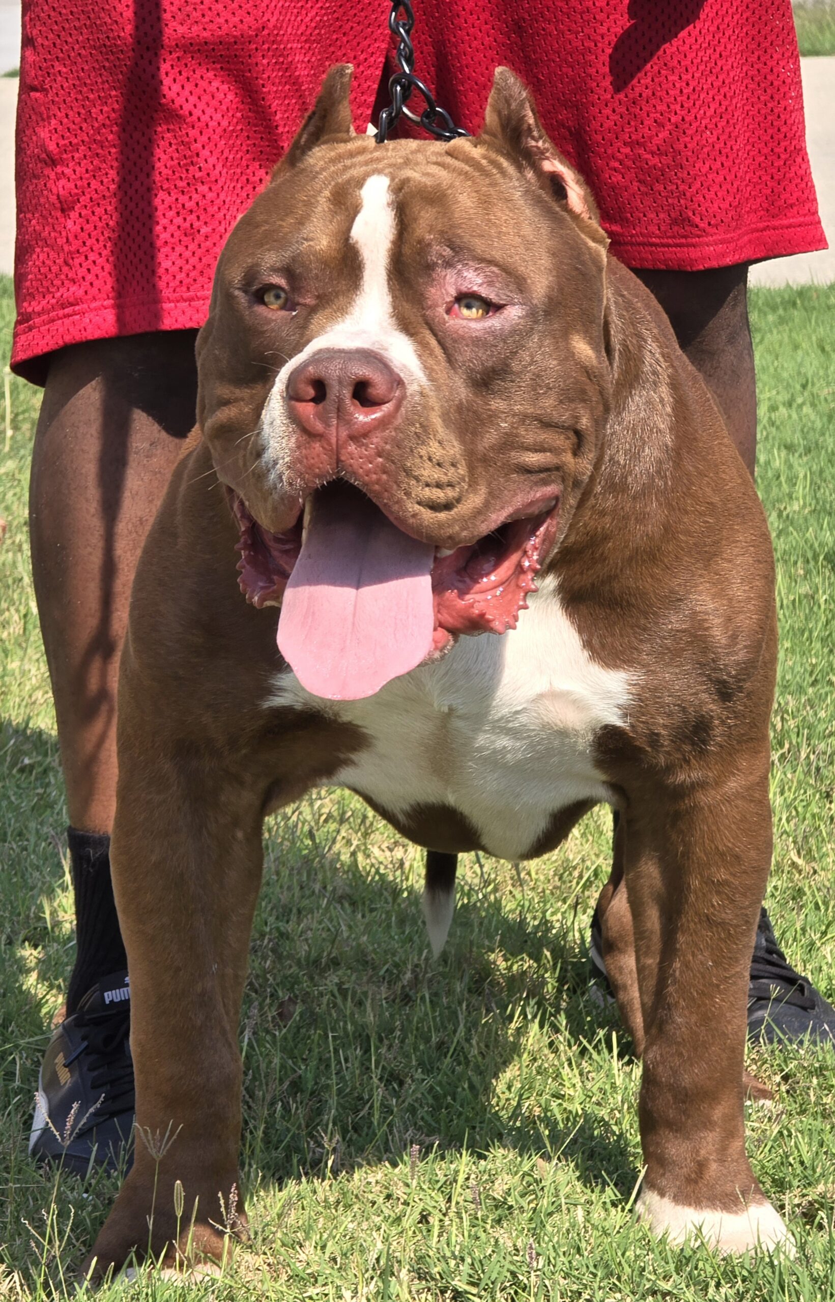 Dog Featured Image