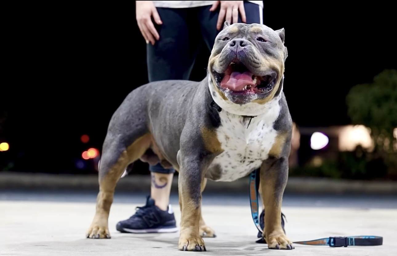 Dog Featured Image