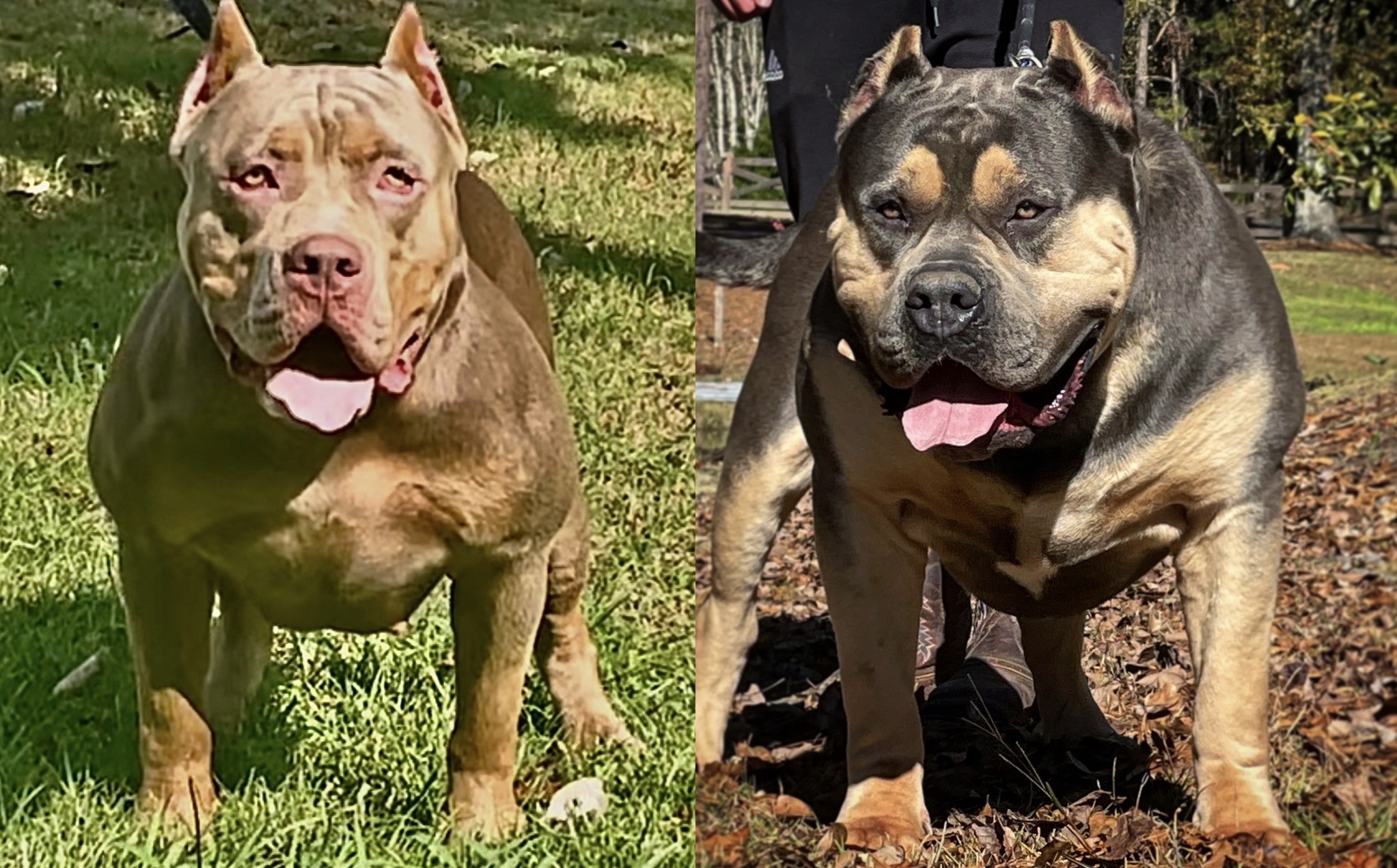 Dog Featured Image