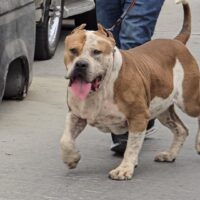 Dog Featured Image