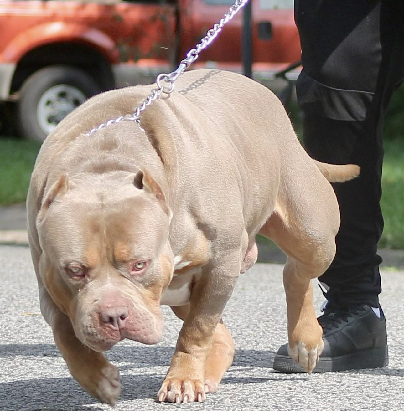 Dog Featured Image