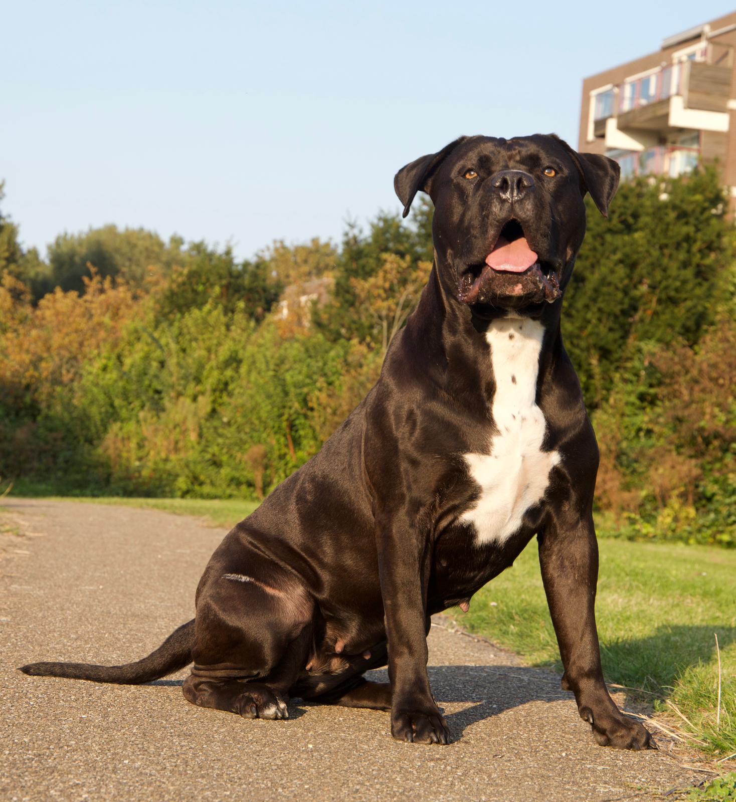 Dog Featured Image