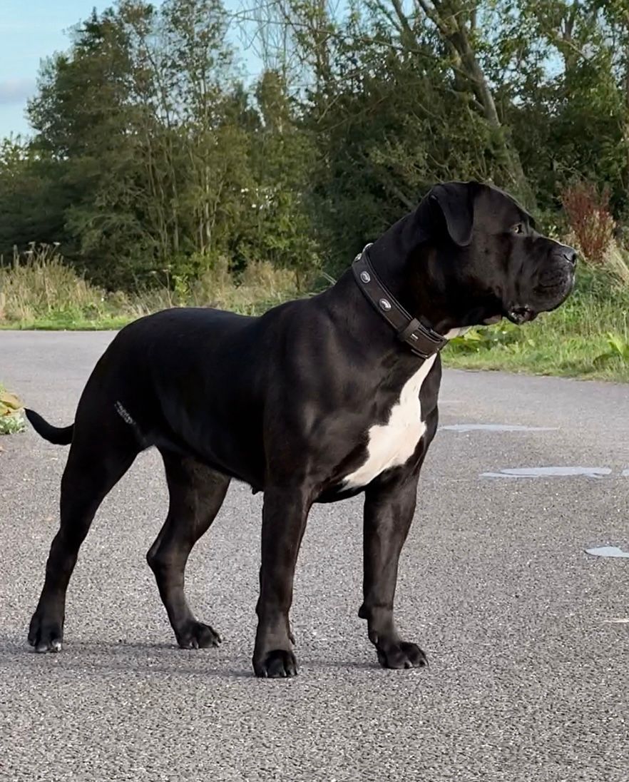 Additional Dog Image
