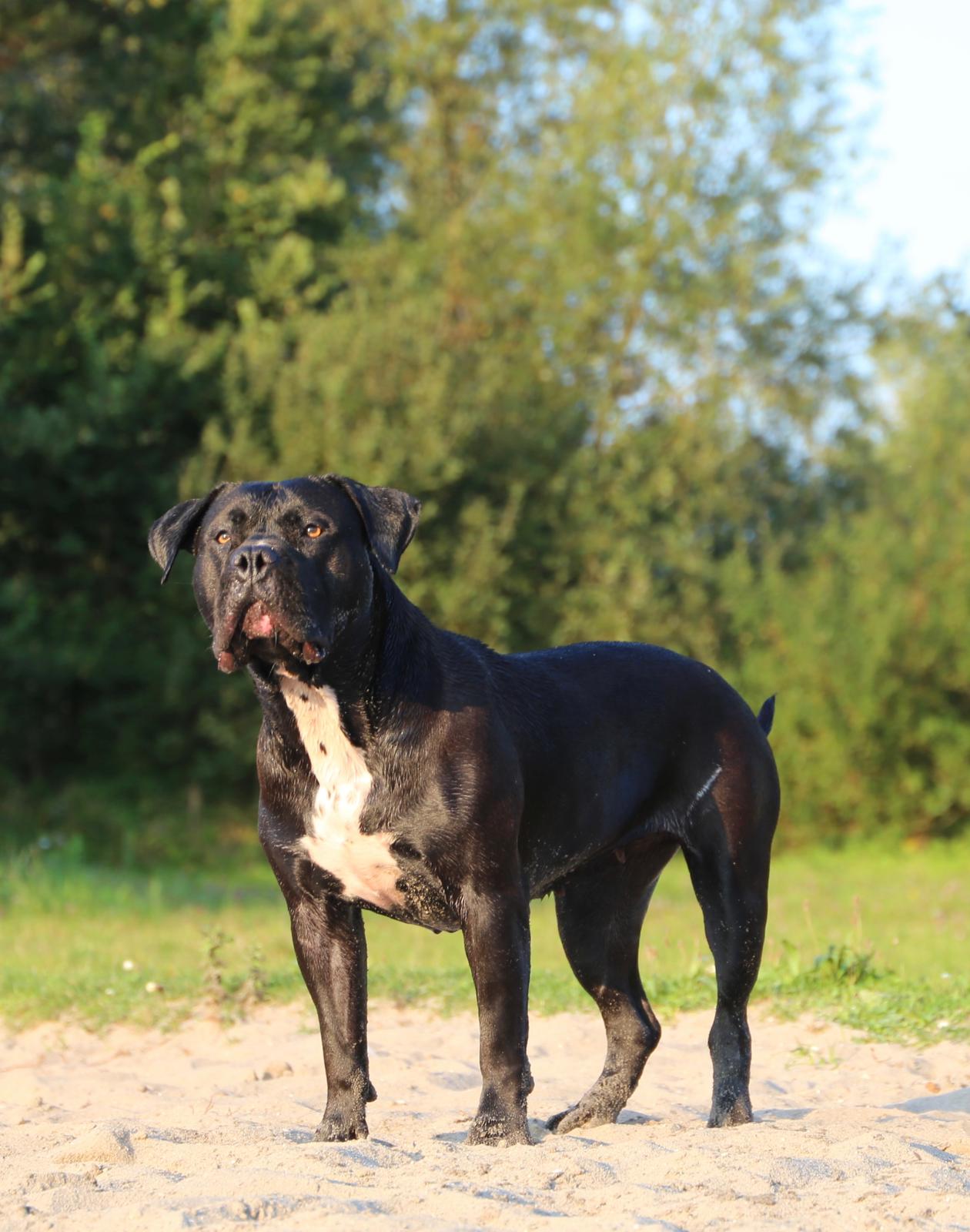 Additional Dog Image
