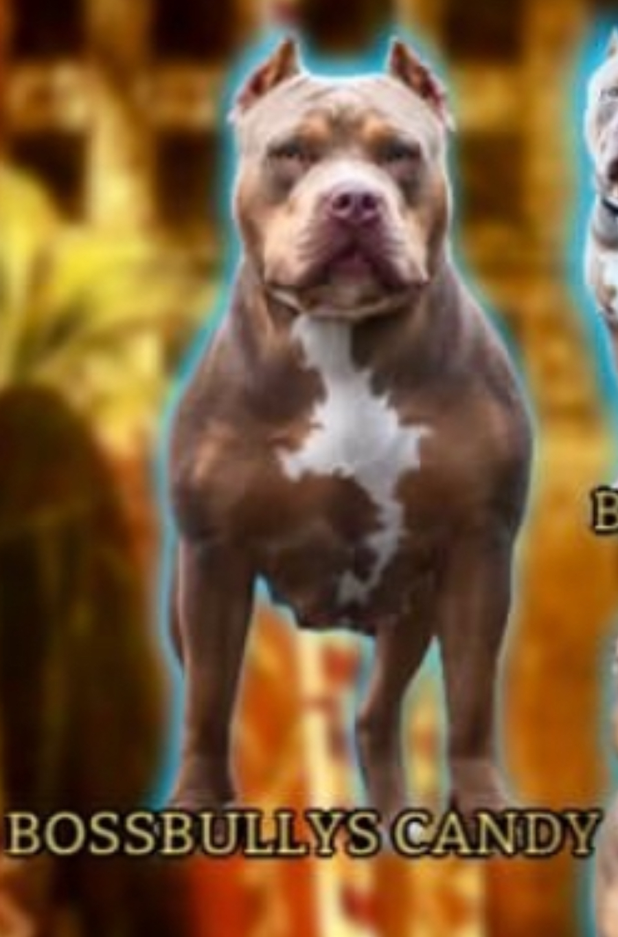 Dog Featured Image