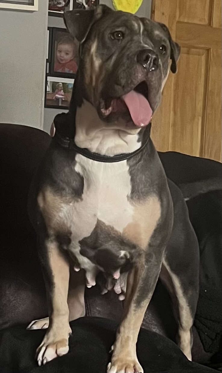 Dog Featured Image