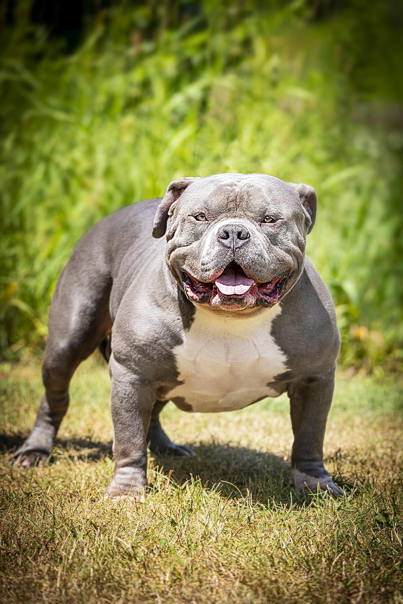 Dog Featured Image
