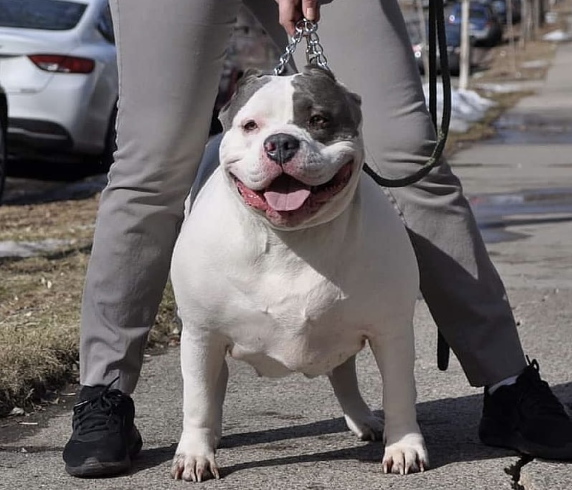 Dog Featured Image