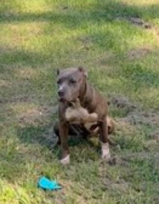 Dog Featured Image