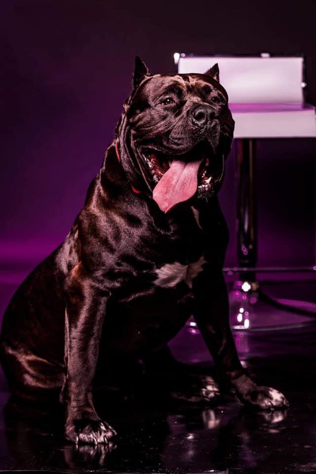 Dog Featured Image