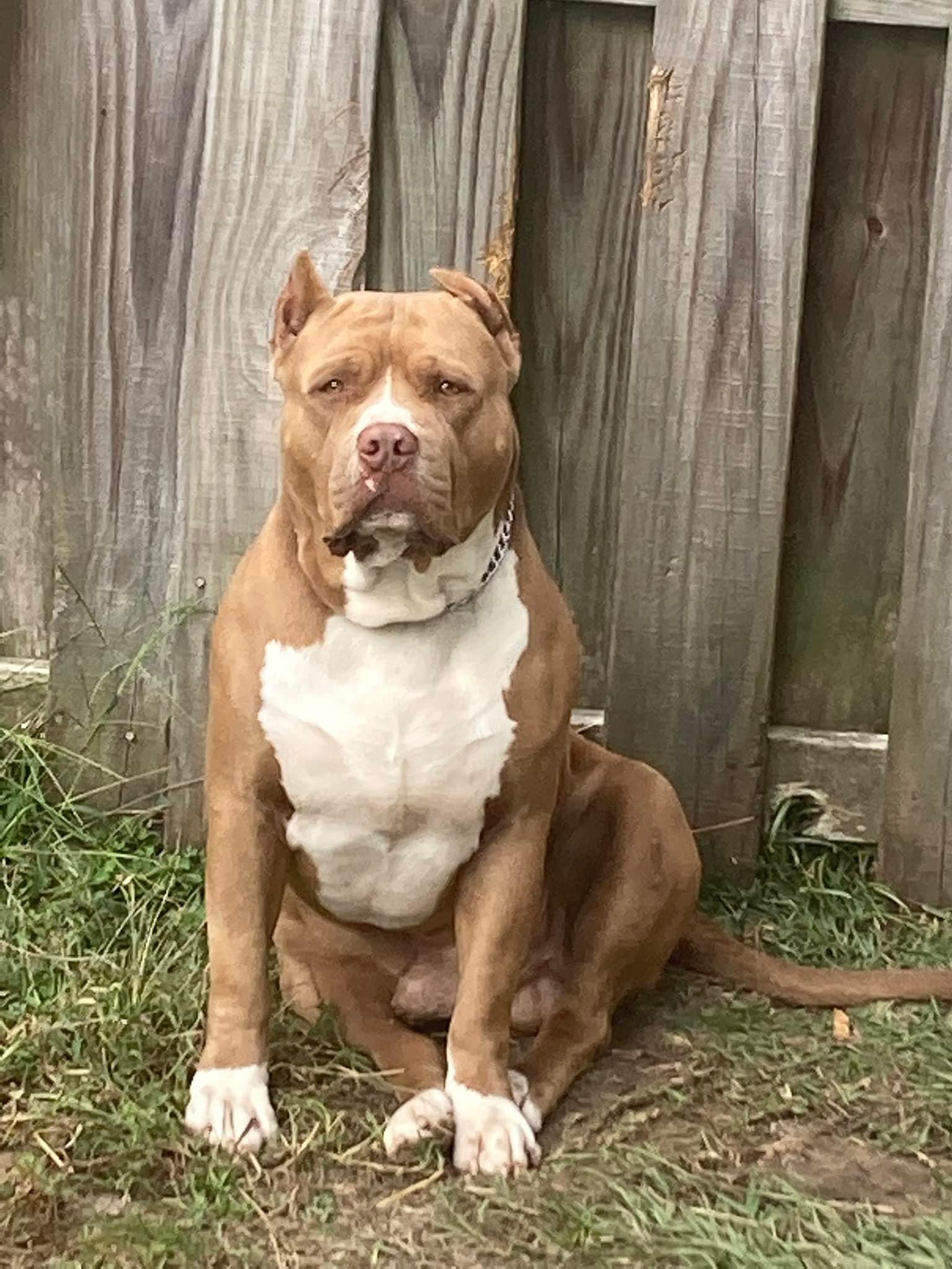 Dog Featured Image