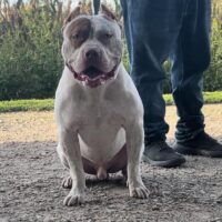 Dog Featured Image