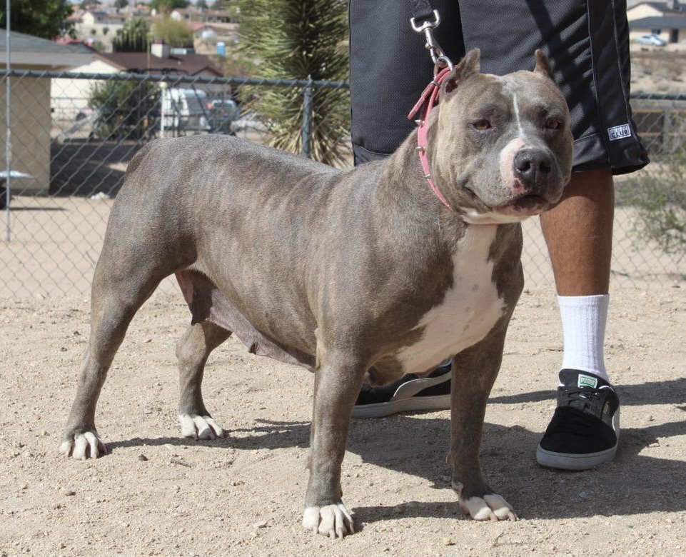 Dog Featured Image