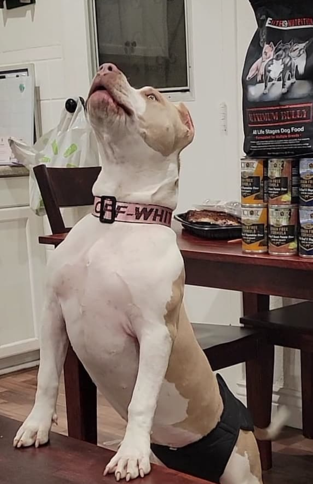 Dog Featured Image