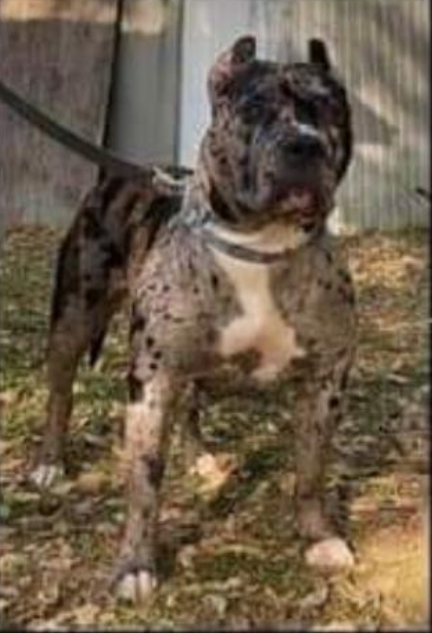 Dog Featured Image