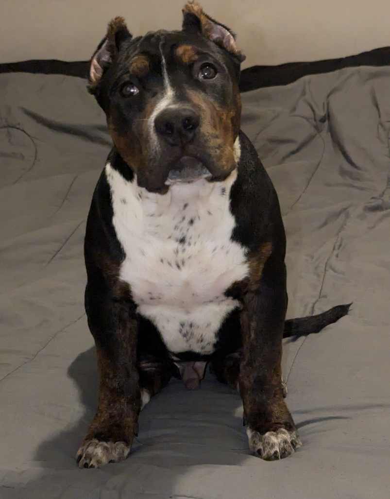 Dog Featured Image