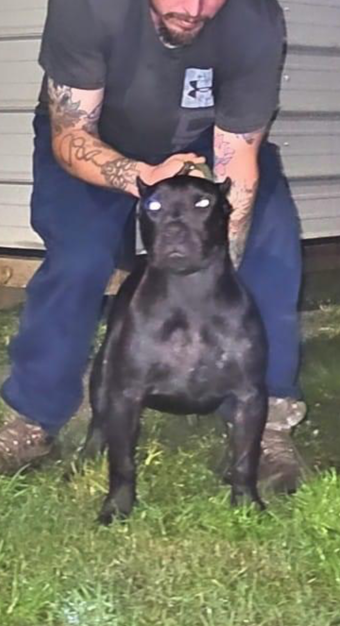 Dog Featured Image