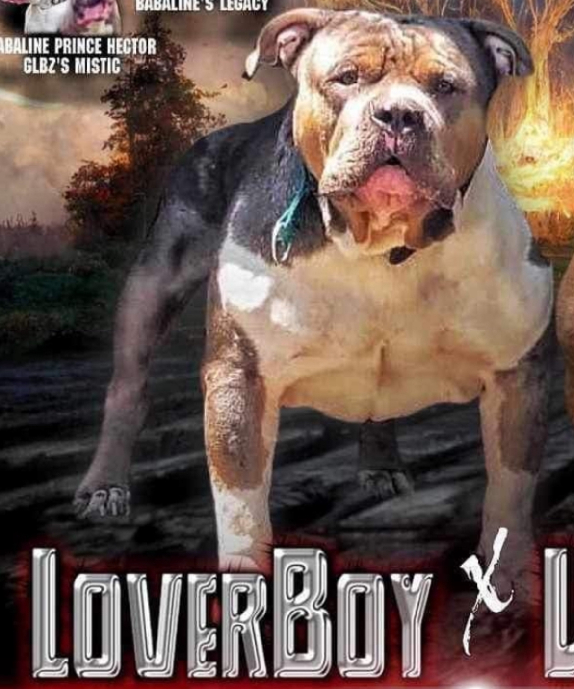 Dog Featured Image