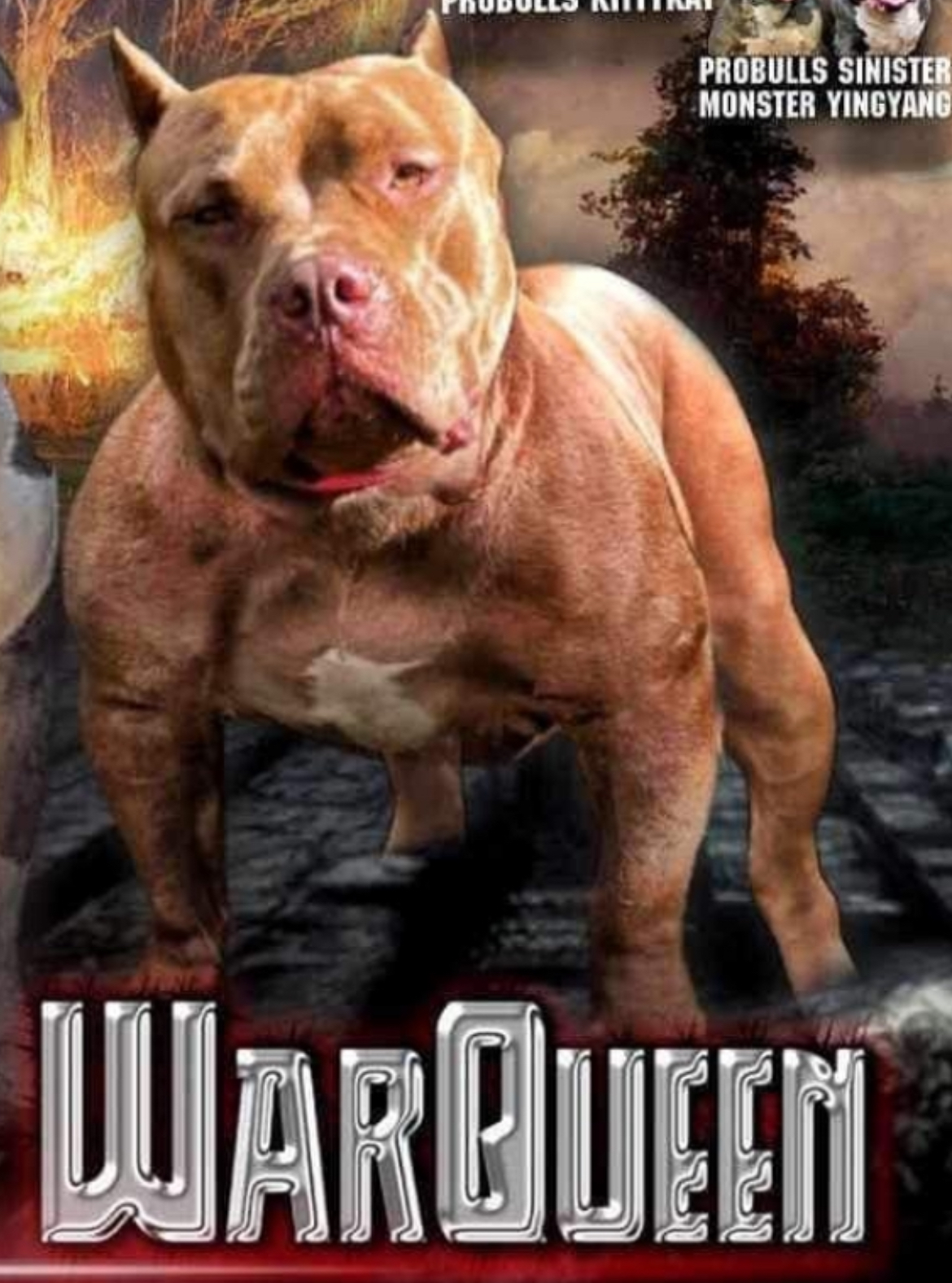 Dog Featured Image
