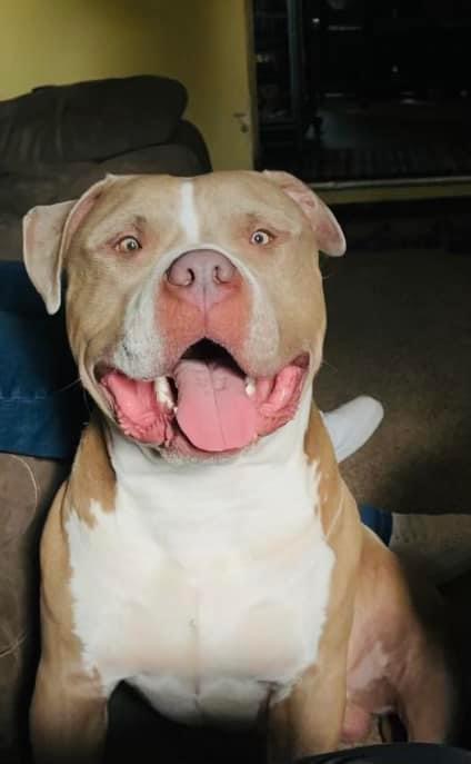 Dog Featured Image