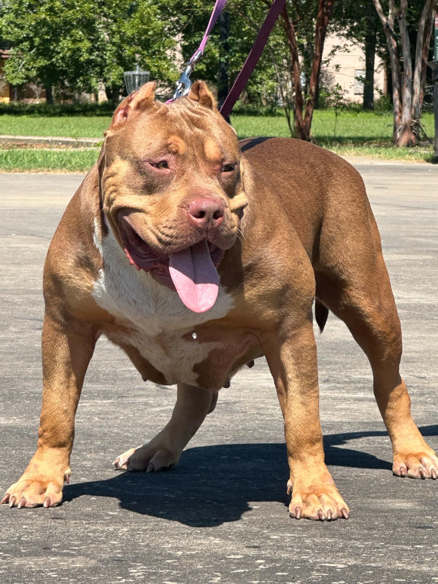 Dog Featured Image