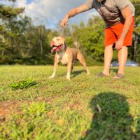 Dog Featured Image