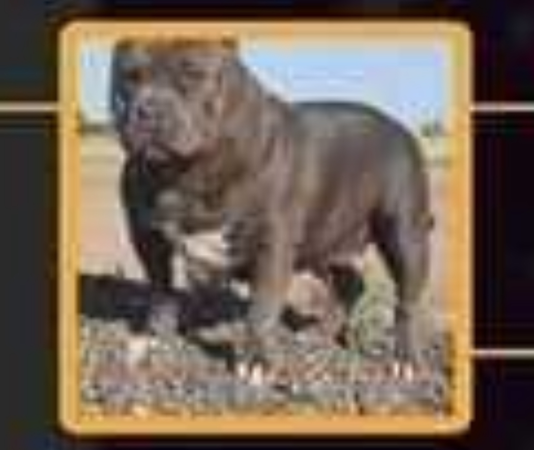 Dog Featured Image