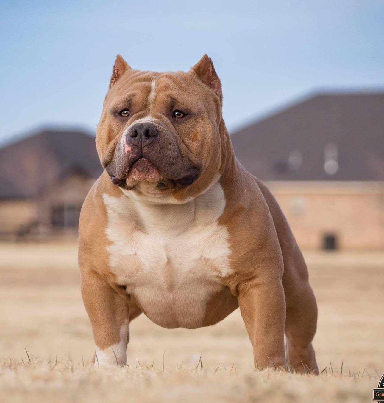 Dog Featured Image