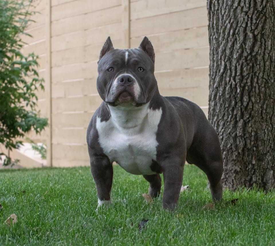 Dog Featured Image